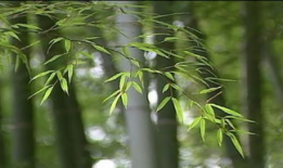 竹子视频,探寻自然之美，感受生命力量